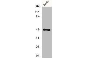 Western Blot analysis of 293 cells using FoxD3 Polyclonal Antibody (FOXD3 Antikörper  (Internal Region))