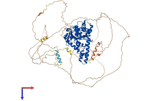 Exonuclease 1 Protein (EXO1) (AA 1-837) (His tag)