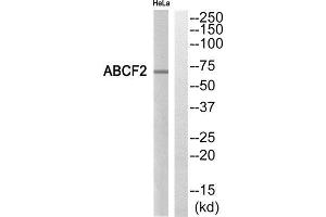 Western Blotting (WB) image for anti-ATP-Binding Cassette, Sub-Family F (GCN20), Member 2 (ABCF2) (Internal Region) antibody (ABIN1850852) (ABCF2 Antikörper  (Internal Region))