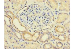 Immunohistochemistry of paraffin-embedded human kidney tissue using ABIN7158641 at dilution of 1:100