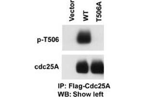 Image no. 1 for anti-Cell Division Cycle 25 Homolog A (S. Pombe) (CDC25A) (pThr507) antibody (ABIN358098)