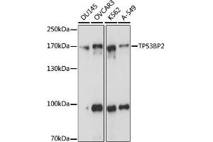 Western blot analysis of extracts of various cell lines, using TP53BP2 antibody (ABIN6292836) at 1:1000 dilution. (TP53BP2 Antikörper)