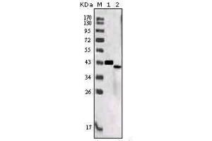 Western blot analysis using SORL1 mouse mAb against truncated SORL1 recombinant protein (1) and SORL1 (aa2159-2214)-hIgGFc transfected CHO-K1 cell lysate (2). (SORL1 Antikörper  (AA 2159-2214))