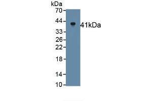 Detection of Recombinant Klotho, Rat using Monoclonal Antibody to Klotho (KL) (Klotho Antikörper  (AA 517-956))