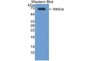 Western blot analysis of the recombinant protein. (Thrombopoietin Antikörper  (AA 22-349))