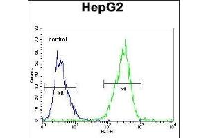 TXNL2 Antibody (N-term) (ABIN656034 and ABIN2845407) flow cytometric analysis of HepG2 cells (right histogram) compared to a negative control cell (left histogram). (GLRX3 Antikörper  (N-Term))