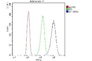 anti-Splicing Factor 1 (SF1) (AA 160-266) antibody
