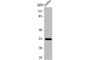 Western Blot analysis of MCF7 cells using Olfactory receptor 2H2 Polyclonal Antibody (OR2H2 Antikörper  (C-Term))