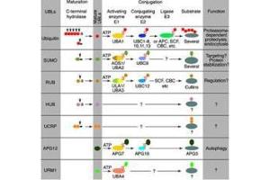 Figure 1: Conjugation pathways for ubiquitin and ubiquitin-like modifiers (UBLs). (SUMO1 Antikörper)