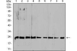 Western blot analysis using RALA mouse mAb against HepG2 (1), MCF-7 (2), A549 (3), K562 (4), Raji (5), MOLT4 (6), Hela (7), COS7 (8), and NIH3T3 (9) cell lysate. (rala Antikörper  (AA 71-203))