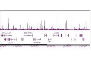 HNF-3α / FOXA1 antibody (mAb) tested by ChIP-Seq. (FOXA1 Antikörper  (AA 7-103))