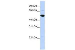 Image no. 1 for anti-rho GTPase Activating Protein 36 (ARHGAP36) (AA 468-517) antibody (ABIN6741173)