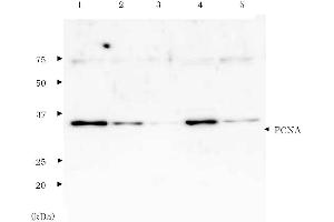 Western Blotting (WB) image for Proliferating Cell Nuclear Antigen (PCNA) protein (ABIN2452200)
