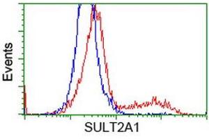 HEK293T cells transfected with either RC204737 overexpress plasmid (Red) or empty vector control plasmid (Blue) were immunostained by anti-SULT2A1 antibody (ABIN2453700), and then analyzed by flow cytometry. (SULT2A1 Antikörper)