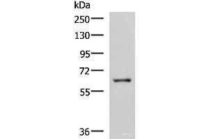 Western blot analysis of HepG2 cell lysate using LILRB5 Polyclonal Antibody at dilution of 1:600 (LILRB5 Antikörper)