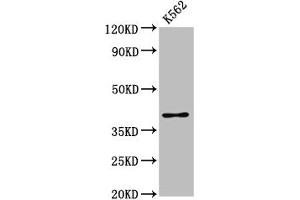 Western Blot Positive WB detected in: K562 whole cell lysate All lanes: PRB1 antibody at 3. (PRB1 Antikörper  (AA 17-92))
