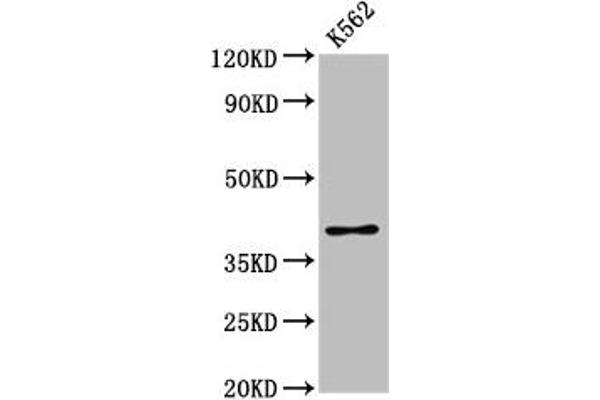 PRB1 antibody  (AA 17-92)