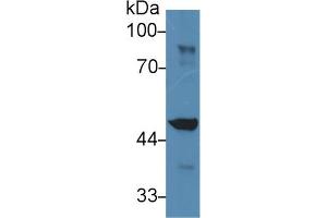 Western Blot; Sample: Mouse Liver lysate; Primary Ab: 2µg/ml Rabbit Anti-Mouse IDH1 Antibody Second Ab: 0. (IDH1 Antikörper  (AA 99-325))