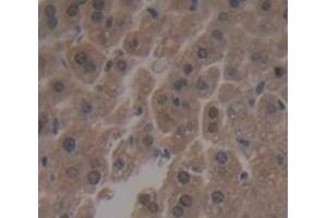IHC-P analysis of Mouse Tissue, with DAB staining. (IRF3 Antikörper  (AA 1-406))