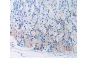IHC-P analysis of Mouse Stomach Tissue, with DAB staining. (Leptin Antikörper  (AA 22-167))