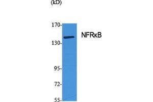Western Blot (WB) analysis of specific cells using NFRkappaB Polyclonal Antibody. (NFRKB Antikörper  (Internal Region))