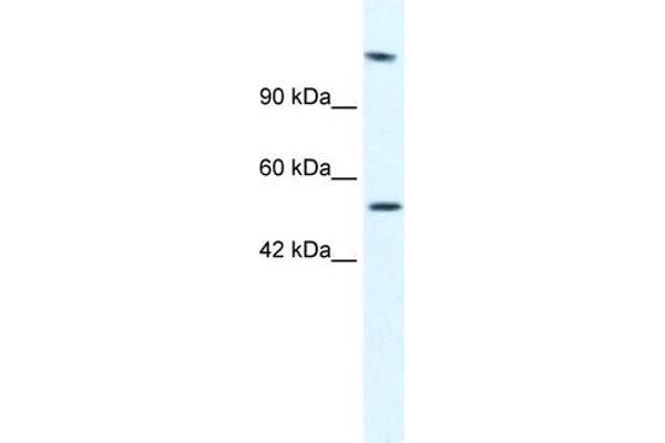 DNA Helicase B antibody  (N-Term)