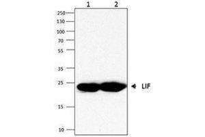 Western Blotting (WB) image for anti-Leukemia Inhibitory Factor (LIF) antibody (ABIN2665228) (LIF Antikörper)