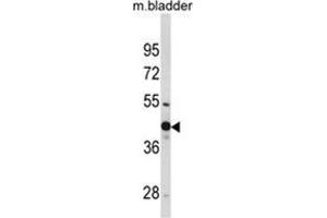 Western blot analysis of WNT4 Antibody (Center) in mouse bladder tissue lysates (35ug/lane). (WNT4 Antikörper  (Middle Region))