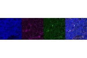 Immunohistochemistry (IHC) image for anti-Coiled-Coil Domain Containing 153 (CCDC153) antibody (ABIN7456205) (CCDC153 Antikörper)