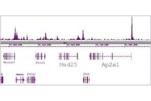 SRF antibody (mAb) tested by ChIP-Seq. (SRF Antikörper)