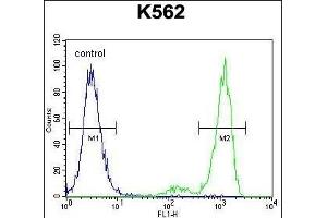 ESSPL Antibody (Center) (ABIN655436 and ABIN2844971) flow cytometric analysis of K562 cells (right histogram) compared to a negative control cell (left histogram). (ESSPL Antikörper  (AA 85-114))