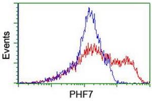 Image no. 2 for anti-PHD Finger Protein 7 (PHF7) (AA 155-381) antibody (ABIN1490975) (PHF7 Antikörper  (AA 155-381))