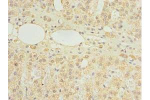 Immunohistochemistry of paraffin-embedded human adrenal gland tissue using ABIN7154822 at dilution of 1:100 (HDHD3 Antikörper  (AA 1-251))