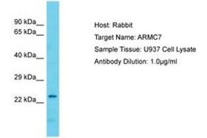ARMC7 anticorps  (AA 61-110)