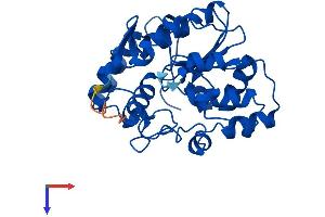 SULT1C2 Protein (AA 1-296) (His tag)