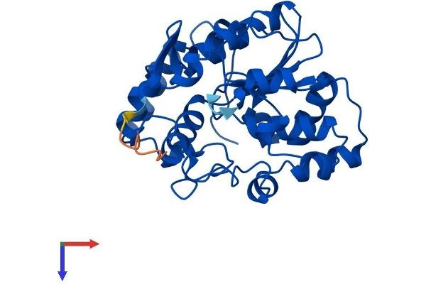 SULT1C2 Protein (AA 1-296) (His tag)