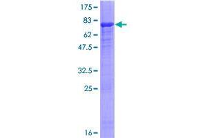 PLEKHM2 Protein (AA 1-440) (GST tag)