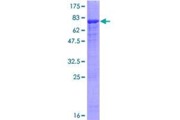 PLEKHM2 Protein (AA 1-440) (GST tag)