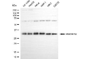 Western blotting analysis using HNRNPA0 antibody (ABIN7798893). (HNRNPA0 Antikörper)