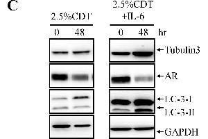 Western Blotting (WB) image for anti-Glyceraldehyde-3-Phosphate Dehydrogenase (GAPDH) antibody (ABIN2857072)