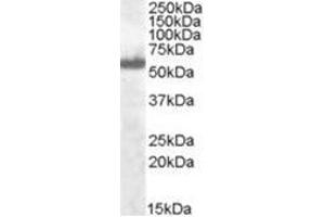 Image no. 1 for anti-Interferon Regulatory Factor 5 (IRF5) (C-Term) antibody (ABIN374255) (IRF5 Antikörper  (C-Term))
