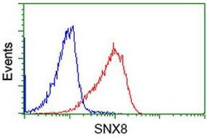 Image no. 2 for anti-Sorting Nexin 8 (SNX8) antibody (ABIN1501042) (SNX8 Antikörper)