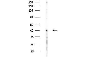 Western blot analysis of lysates from F10-LUC cells(heat-shock,45 min treatment), using RAE1 Antibody at 1/1000 dilution.