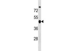 Cyclin B2 antibody western blot analysis in MDA-MB453 lysate. (Cyclin B2 Antikörper  (AA 72-99))