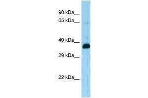 WB Suggested Anti-Snupn Antibody Titration: 1.