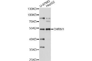 Western blot analysis of extracts of various cell lines, using CHRM1 antibody (ABIN1871846) at 1:1000 dilution. (CHRM1 Antikörper)
