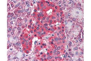 Anti-GLUD1 antibody IHC of human pancreas. (GLUD1 Antikörper)