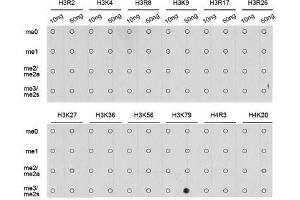 Dot-blot analysis of all sorts of methylation peptides using TriMethyl-Histone H3-K79 antibody. (Histone 3 Antikörper  (H3K79me3))