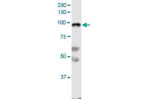 SLFN5 monoclonal antibody (M09), clone 4G2. (SLFN5 Antikörper  (AA 1-338))