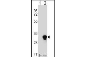 Western blot analysis of C1QTNF6 (arrow) using rabbit polyclonal C1QTNF6 Antibody (N-term) (ABIN652830 and ABIN2842542). (CTRP6 Antikörper  (N-Term))
